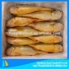 Congelado Pequeño Croaker Amarillo